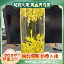 2026新茶头采黄金奶白茶黄金芽茶叶明前绿茶春茶礼盒奶香