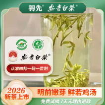 2026新茶安吉白茶鲜若鸡汤秒回甘安吉原产地核心产区B5