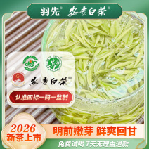 2026明前新茶安吉白茶撩头嫩芽春茶原产地直供高端送礼盒