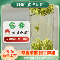 2026口粮白茶茶香浓郁回甘鲜甜安吉原产地核心产区