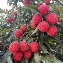 热卖推荐精品白糖罂荔枝基地直发对接电商市场