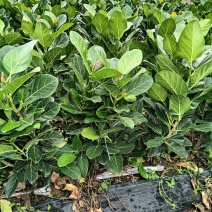 孟加拉景观榕树，批发，基地直发，量大可议价，欢迎联系