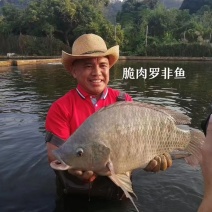 广东脆肉罗非鱼基地一手货源全国发货可视频看货