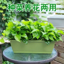 河北廊坊批发长方形塑料花盆长条花盆自家工厂一手货源