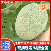 西州蜜瓜晓蜜25哈密瓜产地直发品质保障量大从优可对接