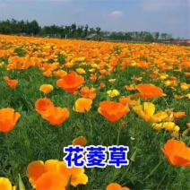 花菱草种子