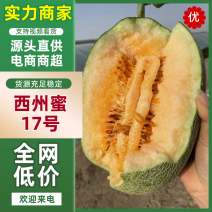甘肃民勤西周蜜17晓蜜25产地直发脆甜可口