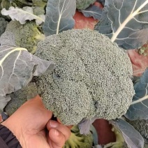 江苏精品西兰花货源充足小米粒欢迎老板来基地考察订购