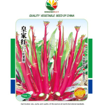 红菜苔种子皇家红中早熟湖北贵州红皮秋播耐热耐寒菜心种
