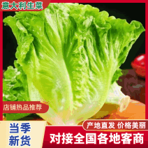 【热销中】生菜意大利生菜量大从优欢迎联系