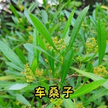 车桑子种子