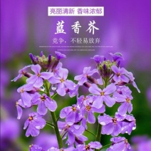 蓝香芥种子二年生种花卉蓝紫色可做花海