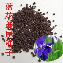 鸢尾种子水边湿地公园花坛家庭庭院种植多年生