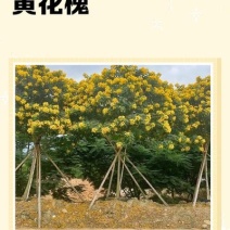 黄花槐种子