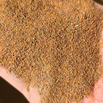 精选荠菜种子河南基地直供一手货源质量保证全国发货