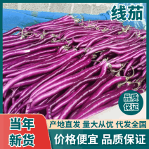 【精品】山东茄子紫皮线茄基地直供价格实惠全国可发