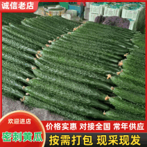 【精品】山东黄瓜密刺黄瓜基地直供价格实惠全国可发