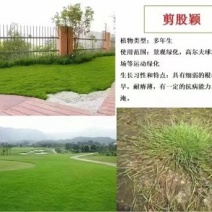 剪股颖种子