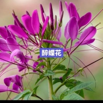 醉蝶花种子