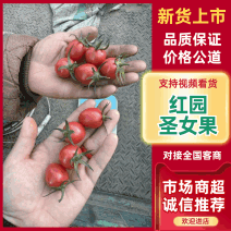 《红园圣女果》贝贝圣女果/河南产区/保质保量/全国供应