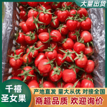 （河南千禧圣女果）大量上市中/产地直发/供应电商市场