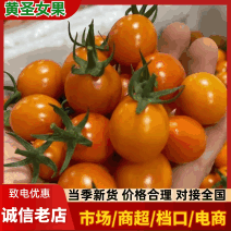 【黄圣女果】河南圣女果金玲珑大量上市诚信经营欢迎咨询