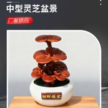 批发中型灵芝盆景活体嫁接观赏盆景灵芝灵芝盆景厂家
