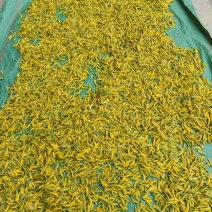 青海野生柠条花金雀花质量保证营养价值高全国包邮发货