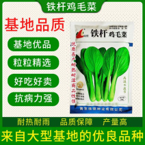 正品耐热铁杆鸡毛菜种子四季耐雨高产