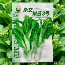 杂交嫩苔3号白菜苔种子早熟嫩白菜心种籽侧苔多大田蔬菜种子