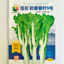 国苔秋香皱叶9号皱叶白菜苔种子杂交55天菜心种子采收期长