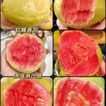 精品番石榴红心芭乐基地一手货源全国发货可视频