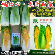 红笋宝1号龙牙白菜种子