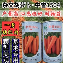 中誉1504杂交胡萝卜种子耐热耐抽苔三红桔红春秋胡萝卜种