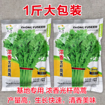 浓香光杆茼蒿种子基地专用生长快速清香美味高产四季种