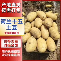 荷兰十五号土豆精品土豆🥔量大从优可对接全国各地客商等