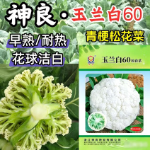玉兰白60松花菜种子早熟耐热青梗花球洁白夏秋散花椰菜种子