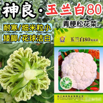 玉兰白80松花菜种子耐寒晚熟80天小米粒春秋散松花椰菜种