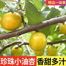 油杏/小白杏【电商平台团购代发】新鲜速发/可全国发货