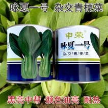 青梗菜种子小白菜咏夏一号耐热100g四季种植基地大田