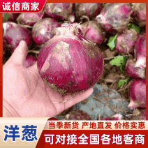 【推荐】河南二红洋葱紫皮洋葱基地直供全国代发保质保量