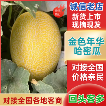 [牛]新疆吐鲁番精品哈密瓜金色年华/产地直发量大价优诚信经营