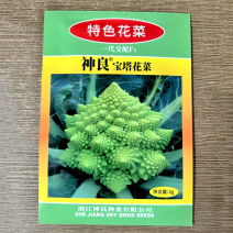 宝塔花菜种子青花椰菜种子螺丝菜耐寒抗病春秋种植