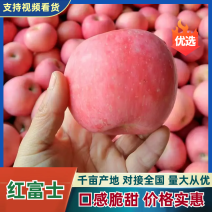 【热卖】苹果（膜袋红富士）山东红富士苹果坏烂包赔