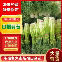 绵阳安州区，白帽蒜苔，批发，精品，1万亩基地量大品相好