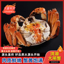 【实力】大闸蟹螃蟹河蟹一件代发顺丰包邮产地直供质量保证