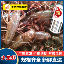 精品深水虾湖虾潜江小龙虾生态虾底板干净全规酒店饭店