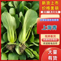 精品油菜上海青产地供货全国供应质量保证