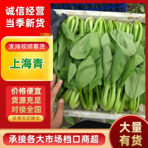[热卖]安徽上海青油菜质量保证产地直发专业代办