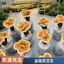 灵芝花灵芝盆景观赏招财摆件室内盆栽可食用鲜活植物